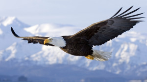 volando como aguila